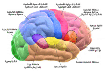 دراسة-ألمانية-تكشف-أسرار-الدماغ-أثناء-القراءة:-نشاطات-مختلفة-لكل-نوع-من-النصوص