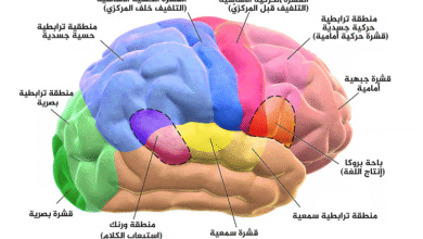 دراسة-ألمانية-تكشف-أسرار-الدماغ-أثناء-القراءة:-نشاطات-مختلفة-لكل-نوع-من-النصوص