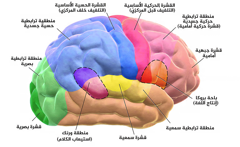 دراسة-ألمانية-تكشف-أسرار-الدماغ-أثناء-القراءة:-نشاطات-مختلفة-لكل-نوع-من-النصوص