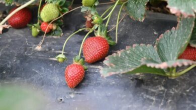 “مزارع-الفراولة”-نموذج للسياحة-البيئية-والزراعية-فوق-جبال-عسير