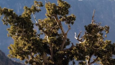 متنزه-الأمير-سلطان-الوطني.-مقصد-الزوار-لكل-التجارب-السياحية-في-أبها