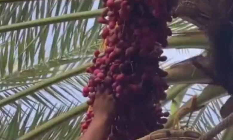 حصاد-”تمور-القطيف”.-250-ألف-نخلة-تنتج-5-أصناف