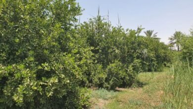 ”زراعة-الشرقية“:-تكنولوجيا-حديثة-لمراقبة-الحرارة-وتحديد-أوقات-الري