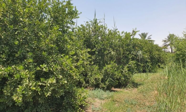 ”زراعة-الشرقية“:-تكنولوجيا-حديثة-لمراقبة-الحرارة-وتحديد-أوقات-الري