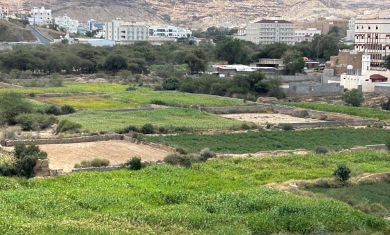 صور-|-مزارع-عسير.-وجهة-سياحية-متكاملة-تتميز-بجمال-الطبيعة