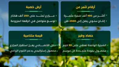 دعم-مزارعي-الليمون-وتسويق-منتجاتهم-خلال-معرض-اللومي-الحساوي-2025