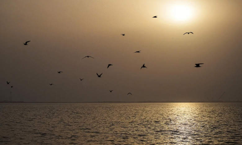 الطيور-الساحلية-تجذب-الزوار-لشواطئ-جدة