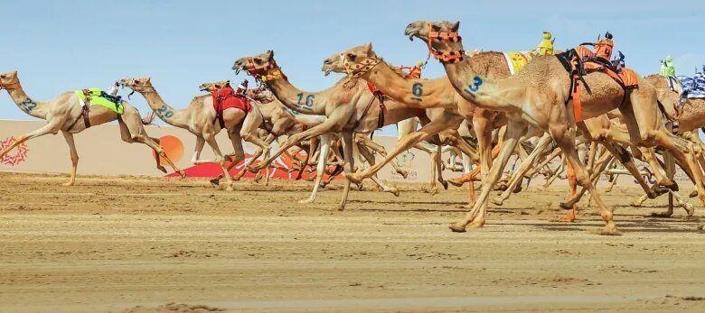انطلاق-مهرجان-ولي-العهد-للهجن-بالطائف.-اليوم