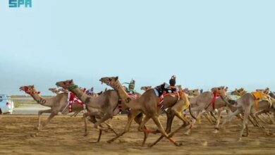 الهجن-السعودية-تسيطر-على-افتتاح-مهرجان-ولي-العهد
