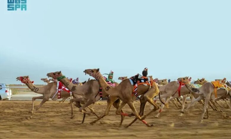 الهجن-السعودية-تسيطر-على-افتتاح-مهرجان-ولي-العهد