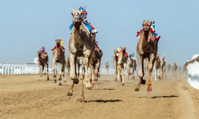 مهرجان-ولي-العهد-للهجن.-حضور-إقليمي-وصدارة-سعودية