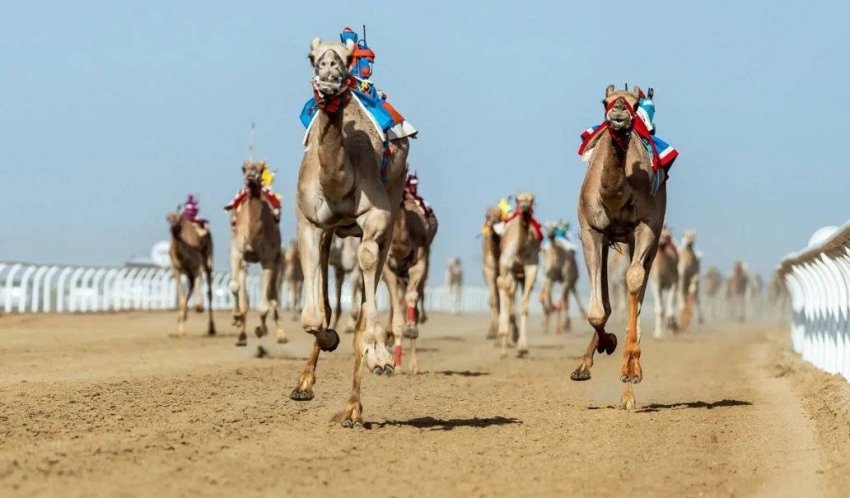 مهرجان-ولي-العهد-للهجن.-حضور-إقليمي-وصدارة-سعودية