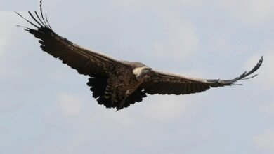 إنجاز-بيئي.-نسر-“روبل”-المهدد-بالانقراض-يظهر-في-سماء-العلا