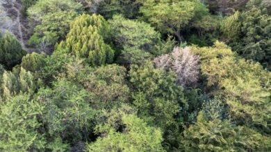 وادي-“أم-الدقيق”-في-الباحة.-سحر-الطبيعة-يتجلى-في-الشلالات-الخلابة-والتنوع-البيئي