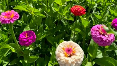 الزهور-المتناسقة-ترسم-أروع-لوحات-الطبيعة-في-محمية-الديدحان-بحائل