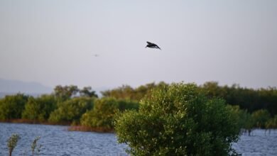 غابات-المانجروف-في-رابغ.-رئة-طبيعية-وبيئة-للحياة-البحرية-والبرية