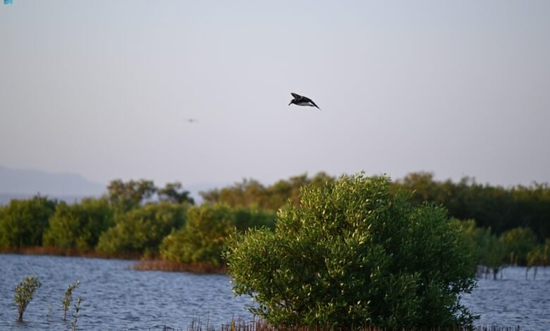 غابات-المانجروف-في-رابغ.-رئة-طبيعية-وبيئة-للحياة-البحرية-والبرية