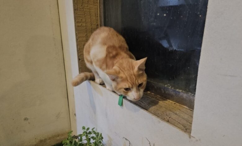 بجهود-ذاتية.-مبادرة-بالدمام-تنجح-في-إيواء-وتأهيل-16-ألف-حيوان-ضال