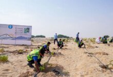الأحساء.-الري-تُطبق-خطة-استدامة-وتغرس-500-شتلة-في-«الأصفر»
