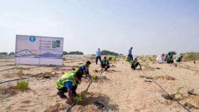 الأحساء.-الري-تُطبق-خطة-استدامة-وتغرس-500-شتلة-في-«الأصفر»