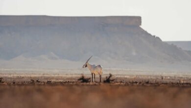 إقبال-متصاعد-وتجربة-فريدة.-“موسم-العرمة”-يرسّخ-موقعه-كأول-مواسم-السياحة-البيئية