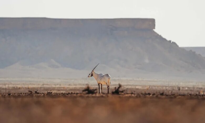 إقبال-متصاعد-وتجربة-فريدة.-“موسم-العرمة”-يرسّخ-موقعه-كأول-مواسم-السياحة-البيئية