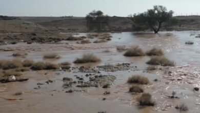 أمطار-الخير-تنعش-الطبيعة-في-محمية-الإمام-تركي-بن-عبدالله-الملكية