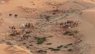 لعشّاق-الرحلات.-الأمطار-تحوّل-النفود-الكبير-إلى-لوحة-جذابة-برفحاء