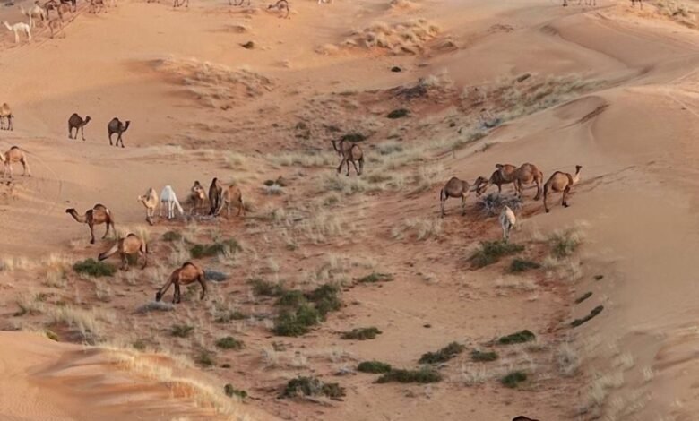 لعشّاق-الرحلات.-الأمطار-تحوّل-النفود-الكبير-إلى-لوحة-جذابة-برفحاء