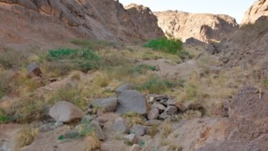 وادي-مغيدد-في-نجران.-بيئة-مناسبة-للتنزه-والاستمتاع-بجمال-الطبيعة