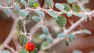 شاهد|-أشجار-السدر-بوادي-الهلالي.-مقصد-هواة-التصوير-البيئي-في-عرعر