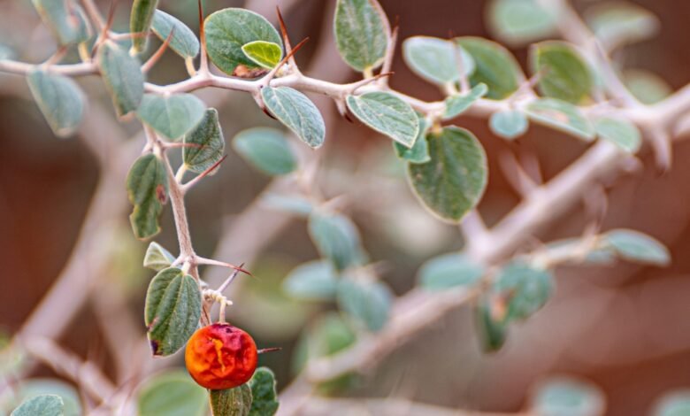 شاهد|-أشجار-السدر-بوادي-الهلالي.-مقصد-هواة-التصوير-البيئي-في-عرعر