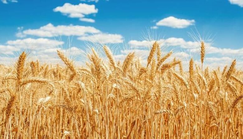 1.65-مليون-طن-إنتاج-الحبوب-عام-2024