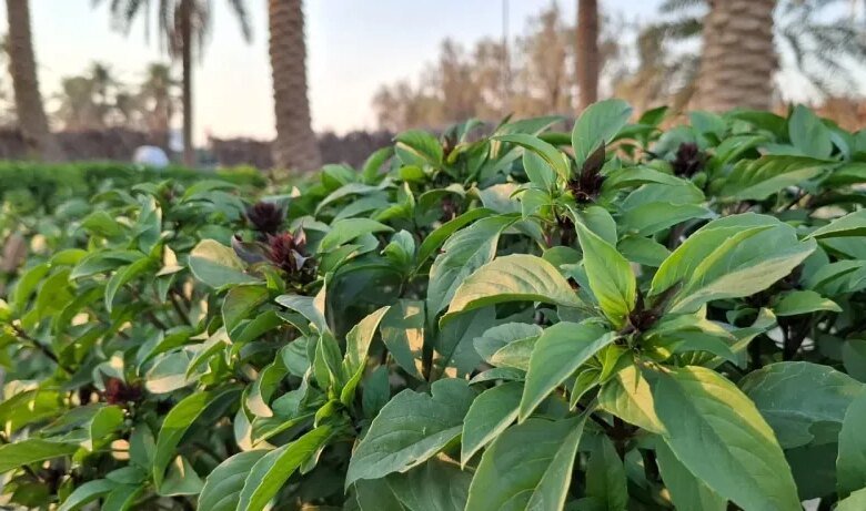 من-الأحساء-إلى-الأسواق-الخليجية.-إقبال-محلي-وإقليمي-متزايد-على-“المشموم-الحساوي”