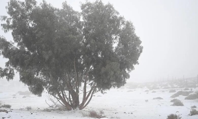 3-تحت-الصفر.-موجة-باردة-على-حفر-الباطن-في-الصباح-الباكر