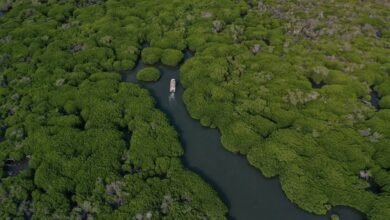 غابات-القندل.-وجهة-سياحية-تستحق-التجربة-في-الإجازة-الدراسية