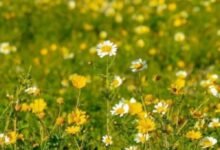 محمية-النباتات-البرية-في-رفحاء.-تنوّع-لافت-للزهور-ومشاهد-طبيعية-آسرة