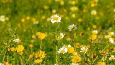 محمية-النباتات-البرية-في-رفحاء.-تنوّع-لافت-للزهور-ومشاهد-طبيعية-آسرة