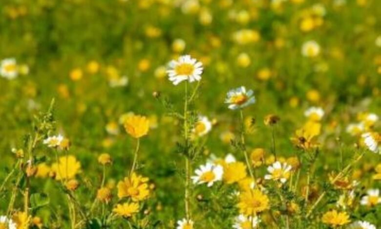 محمية-النباتات-البرية-في-رفحاء.-تنوّع-لافت-للزهور-ومشاهد-طبيعية-آسرة