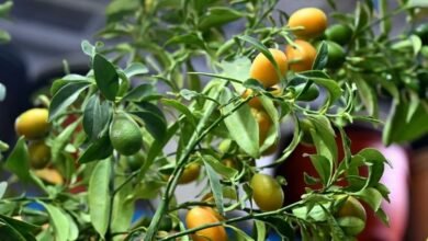 المشاتل-والمتاجر-تكثف-جهود-التشجير-في-المدينة-المنورة-لزيادة-العناصر-الجمالية