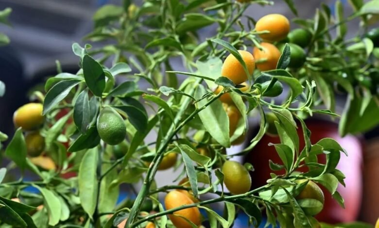 المشاتل-والمتاجر-تكثف-جهود-التشجير-في-المدينة-المنورة-لزيادة-العناصر-الجمالية