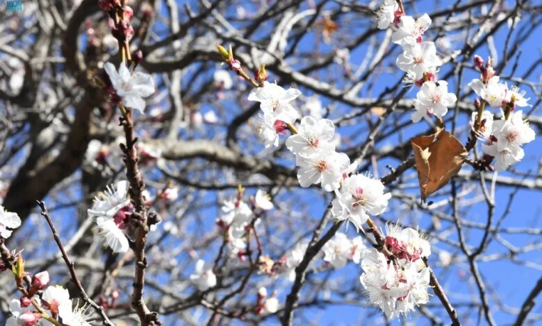 شاهد|-أزهار-اللوز-ترسم-لوحة-شتوية-خلابة-في-مرتفعات-عسير