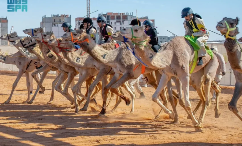 اليوم.-منافسات-سباق-الهجانة-تتواصل-من-مهرجان-خادم-الحرمين-الشريفين-للهجن-2026