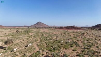 صور|-الطبيعة-الخلابة-تجذب-المتنزهين-إلى-وادي-الجريرة-جنوب-خيبر