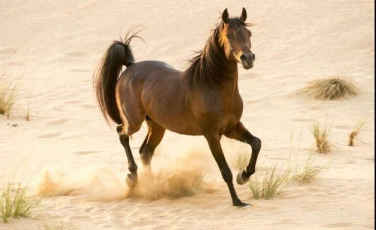 الشرقية-تتجهز-ليوم-التأسيس.-خطة-متكاملة-وزينة-منتشرة