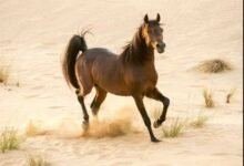 من-الصحراء-إلى-المنصات-العالمية.-الخيل-العربي-يعكس-عمق-التراث-السعودي