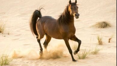 من-الصحراء-إلى-المنصات-العالمية.-الخيل-العربي-يعكس-عمق-التراث-السعودي