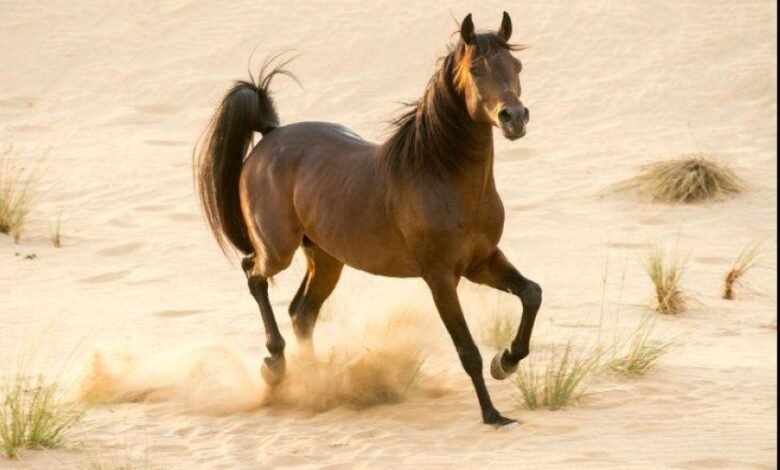 من-الصحراء-إلى-المنصات-العالمية.-الخيل-العربي-يعكس-عمق-التراث-السعودي