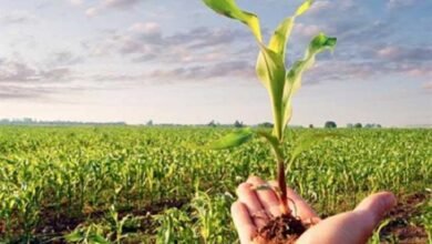 خلال-5-أيام.-800-مستفيد-من-الحملات-الإرشادية-الزراعية-في-الشرقية