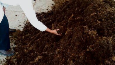 على-مساحة-100-ألف-متر.-مشروع-لإنتاج-الأسمدة-العضوية-بالأحساء